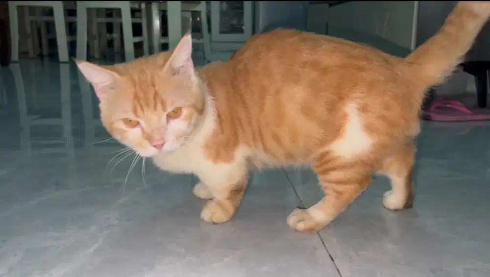 sepasang munchkin