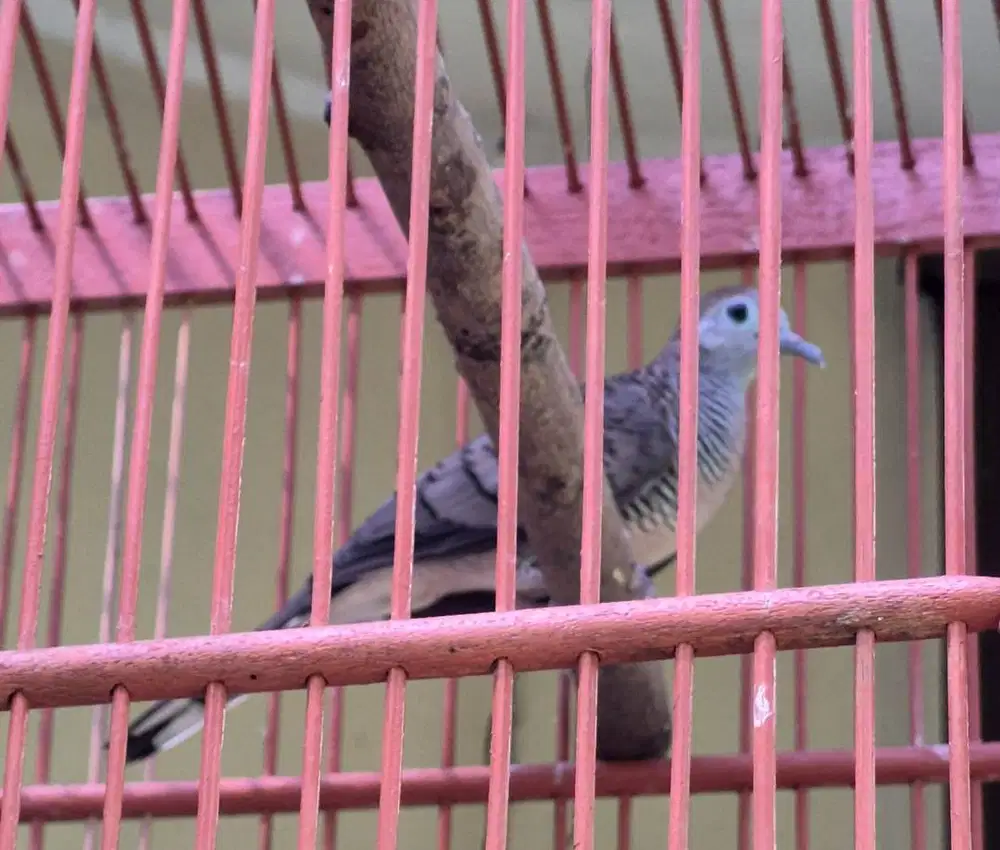 Borongan 4 ekor Burung Perkutut Lokal Jawa Timur rawatan lama