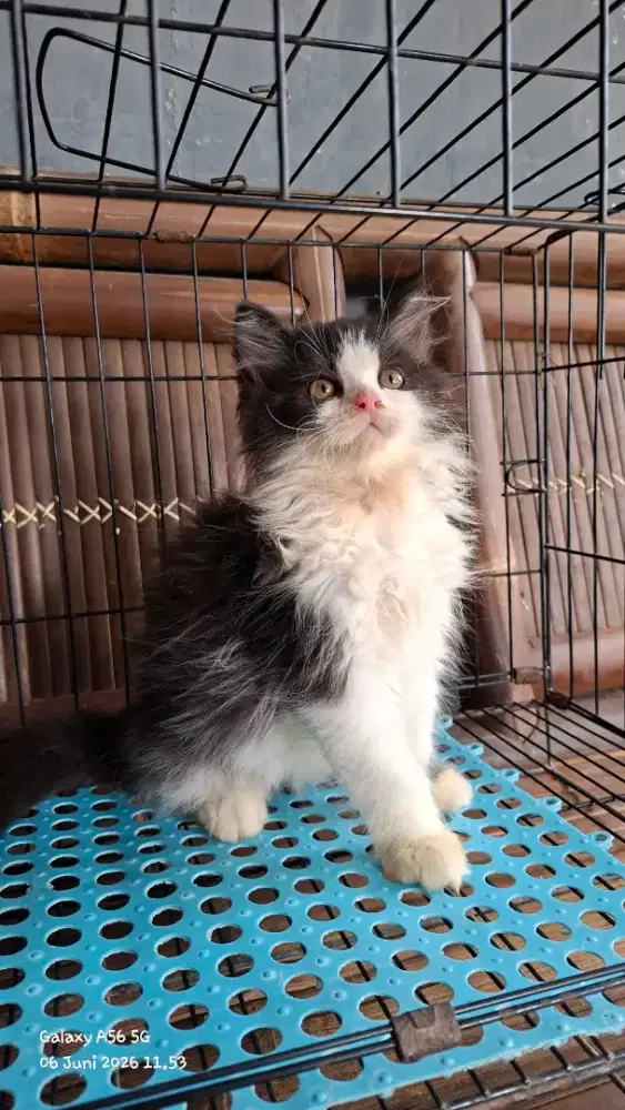 Anak kucing anggora/kitten persia  betina/kucing flatnose jantan