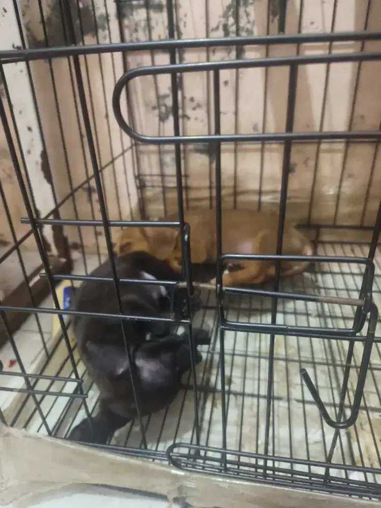 Open adopt puppy tekel mixmini pincher