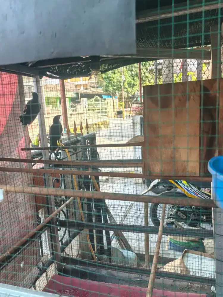 Sepasang Jalak Kebo sudah angkut sarang burja