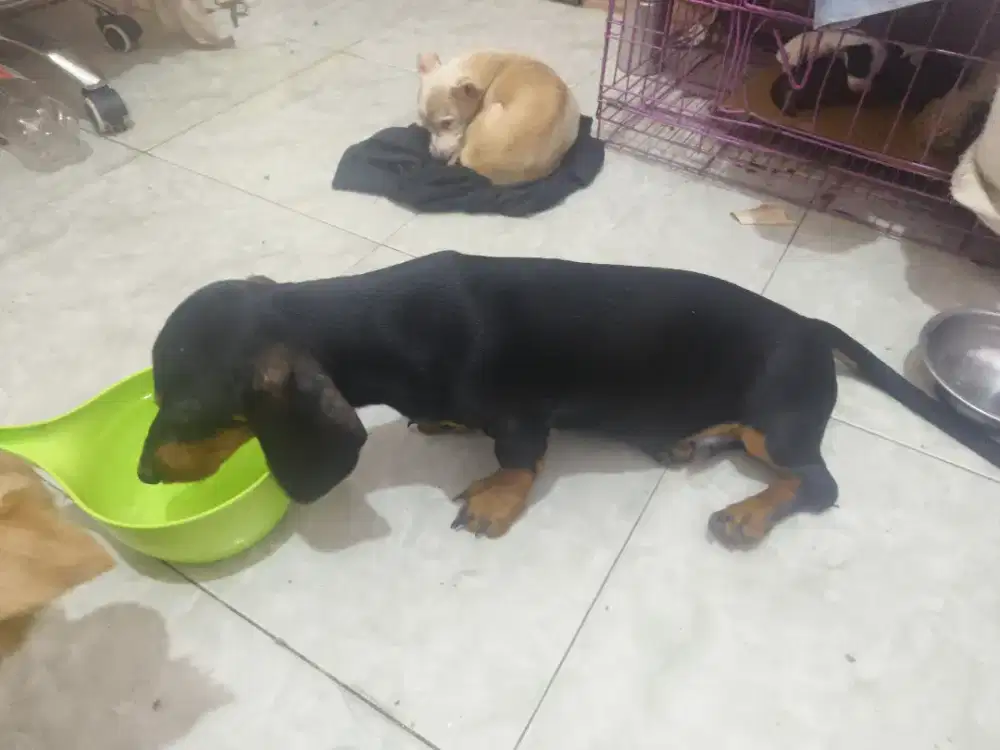 Anjing tekel asli bapak ibu stb perkin