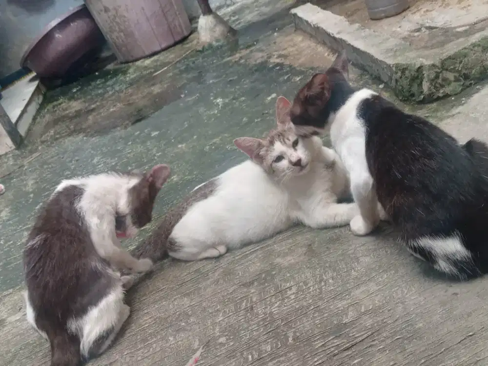 KITTEN MIXDOME JANTAN BETINA
