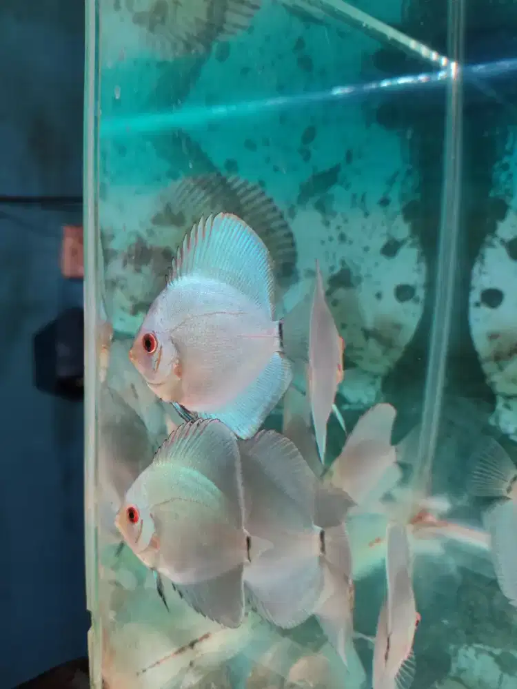Ikan Hias Ikan Discus Blue Diamond