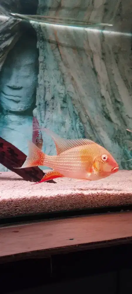 Ikan Hias Chiclid Ikan Geophagus Heckelli Albino