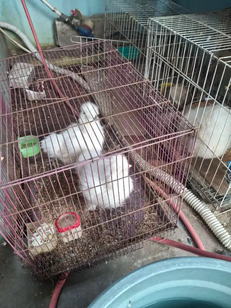 Ayam silkie betina