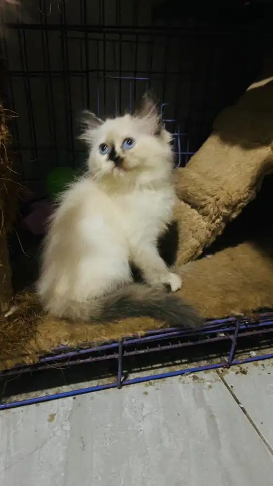 Kucing midol dan redpoin sepasang