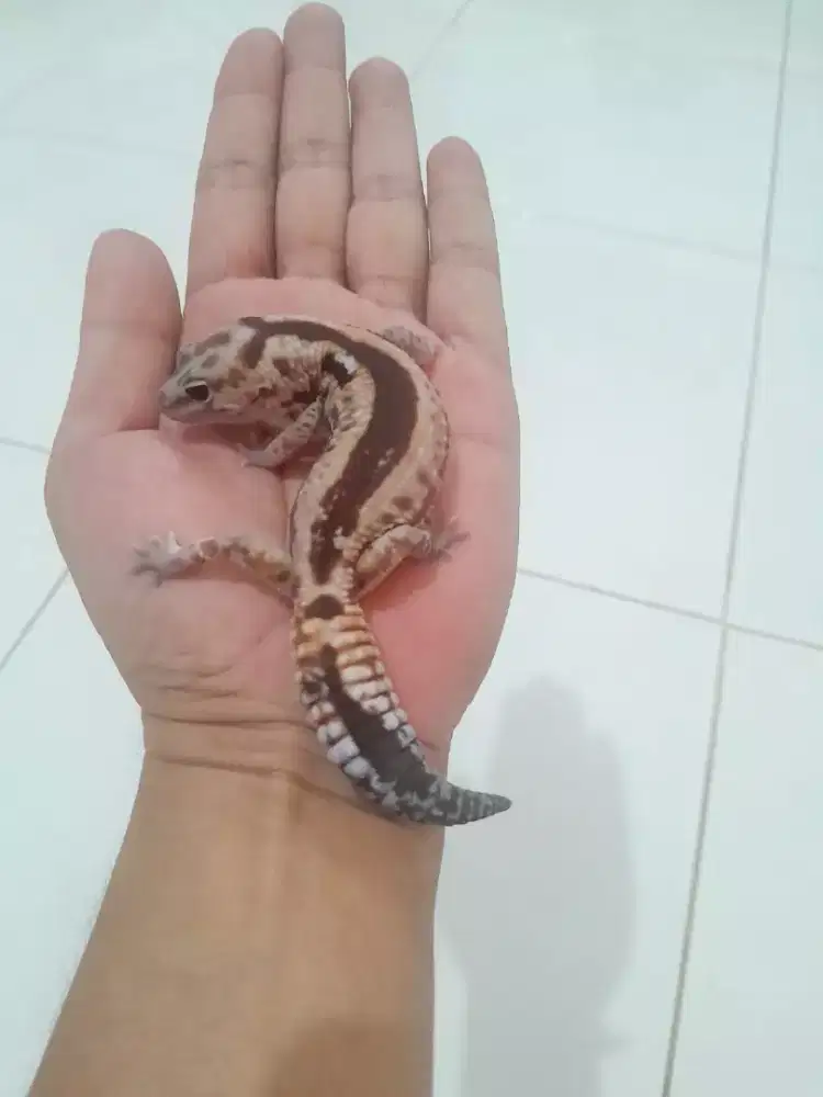 AFT GECKO WHITEOUT ZULU JANTAN.