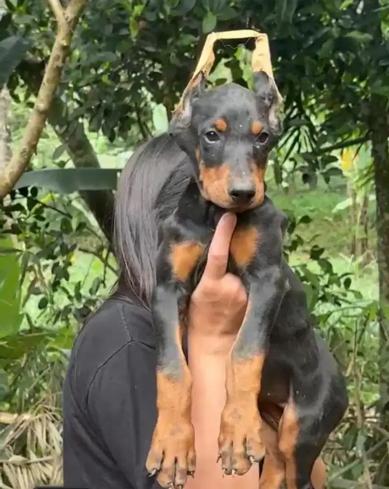 DOBERMAN puppy sepasang