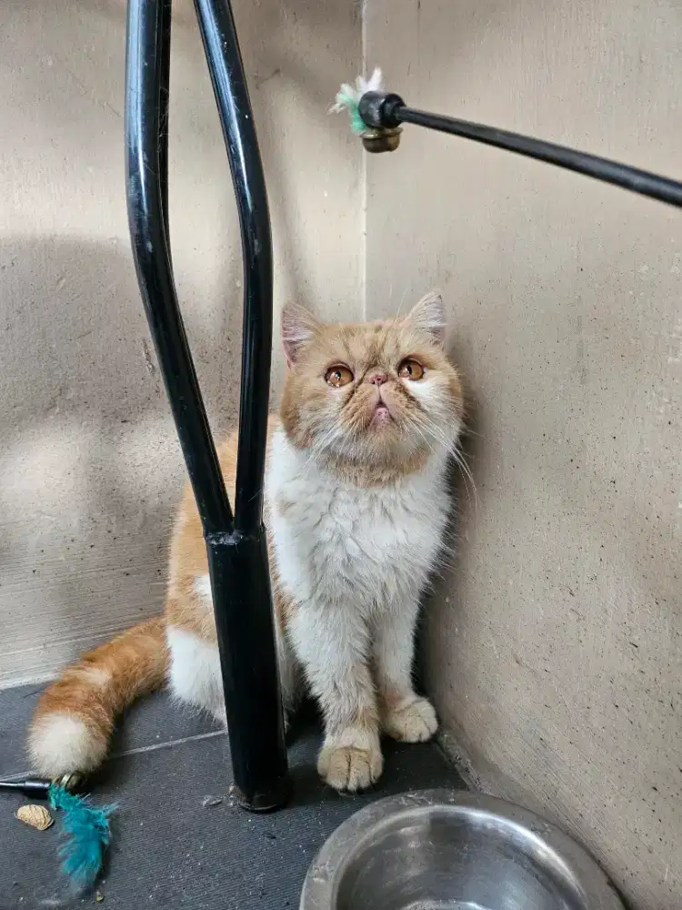 Indukan Persian Exotic Peaknose Red Tabby