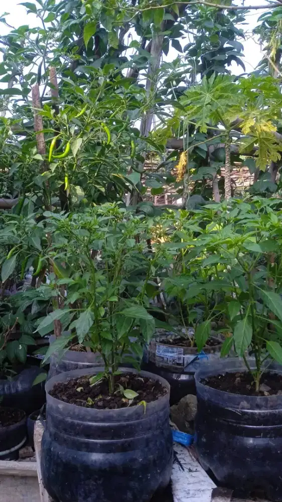 Pohon cabe rawit dalam pot