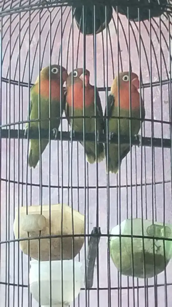 Lovebird hijau muka merah