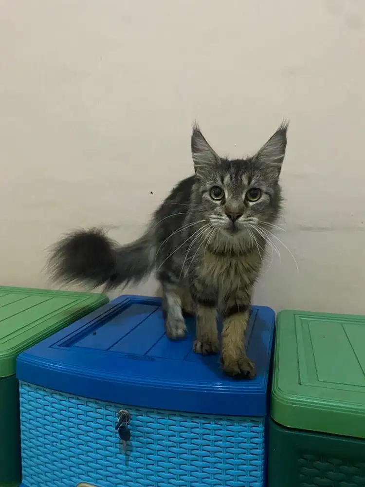 Kucing mainecoon betina