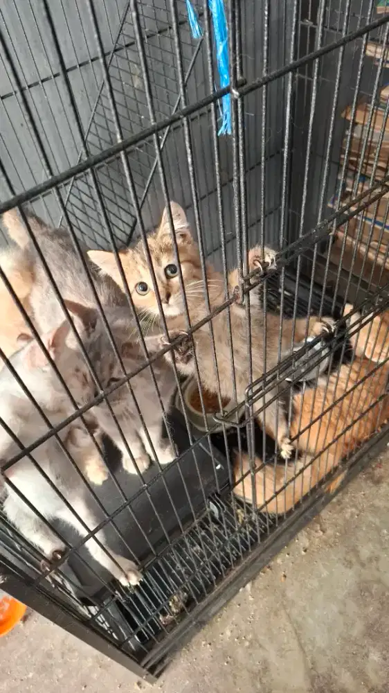 Open adop kucing anggora