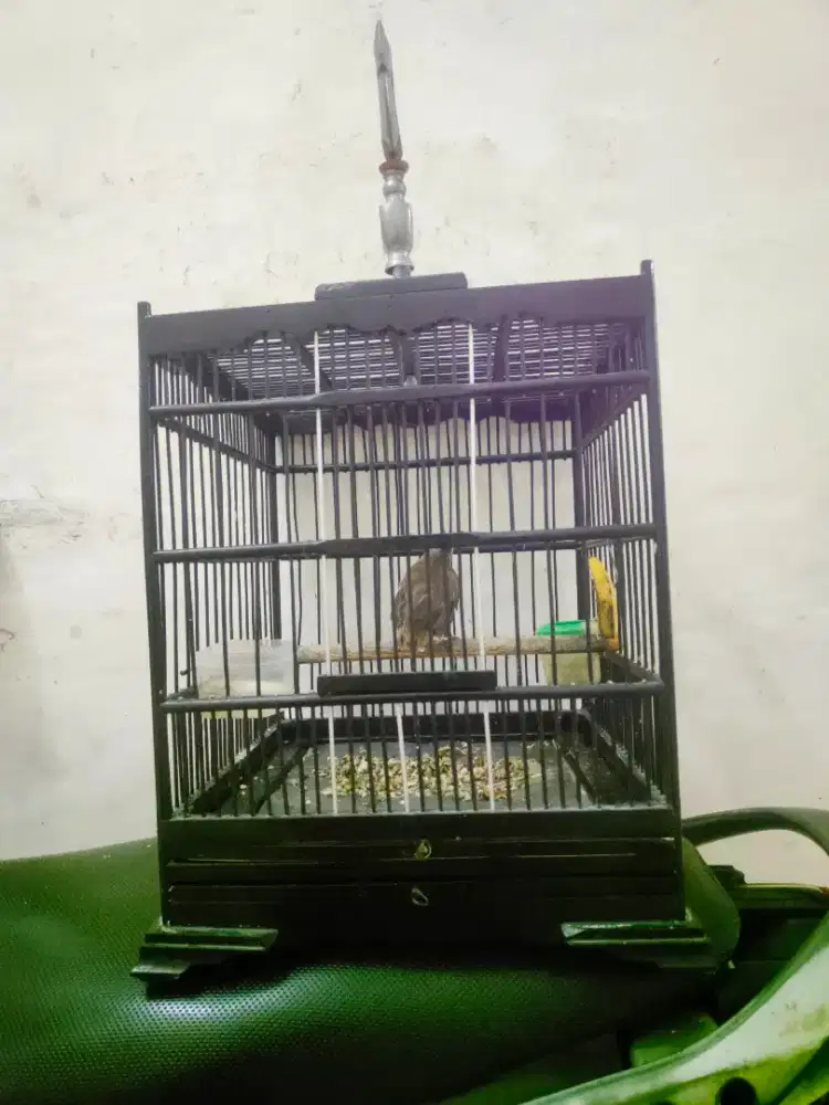 Trucuk jinak+sangkar