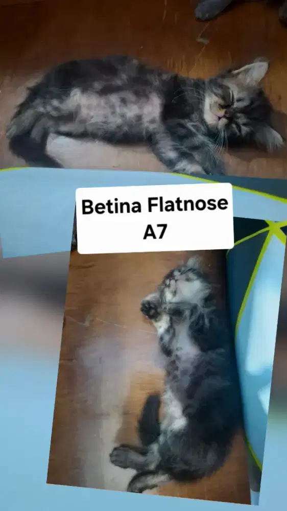 Persia Flatnose Betina