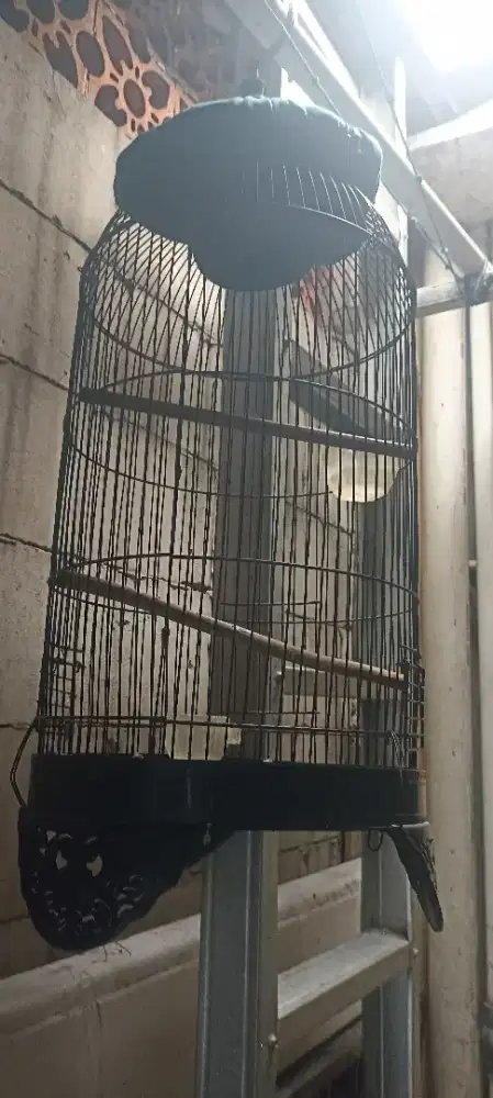 Kanda lb pengen cari barteran burung atau mahar