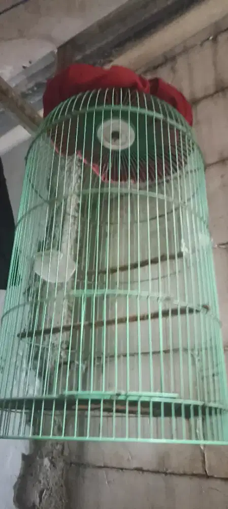 Kanda lb pengen cari barteran burung atau mahar