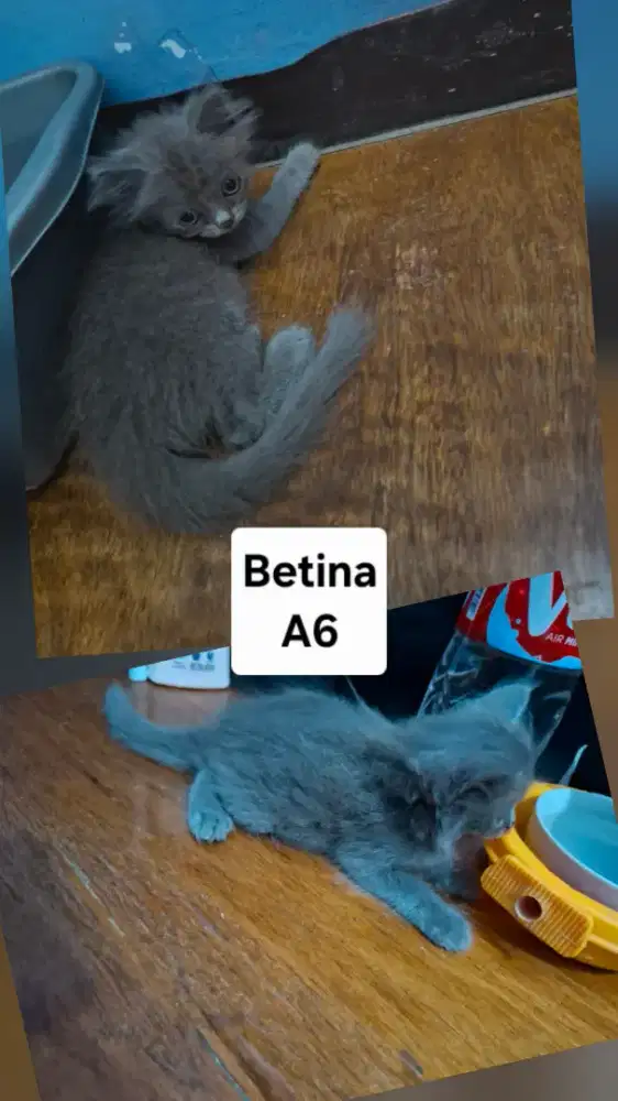 Persia Medium Betina