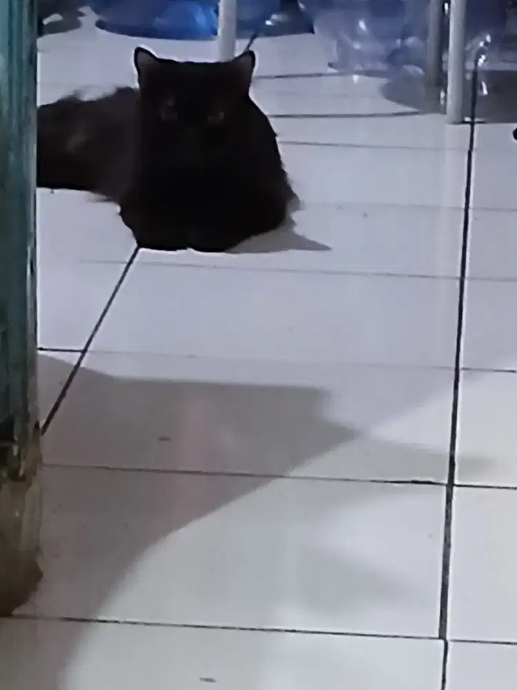 Adopsi Kucing Gratis
