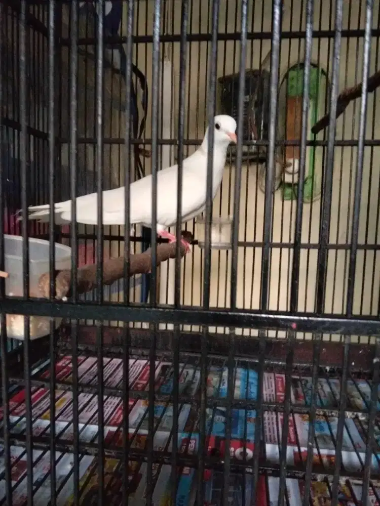 Burung Puter Albino Mata Merah Gacorr Owor owoorr