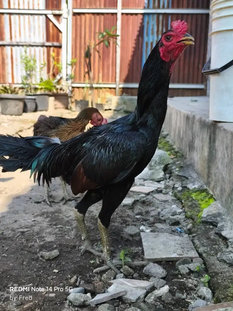 Pacek & indukan Pama ngon