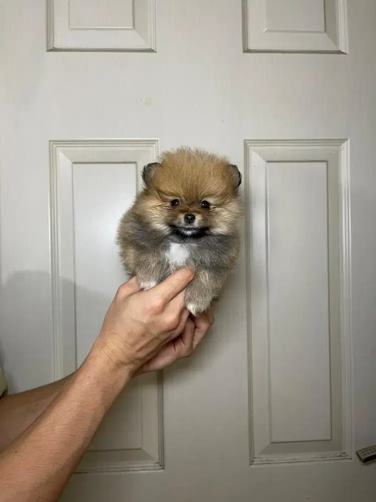 Super minipom betina