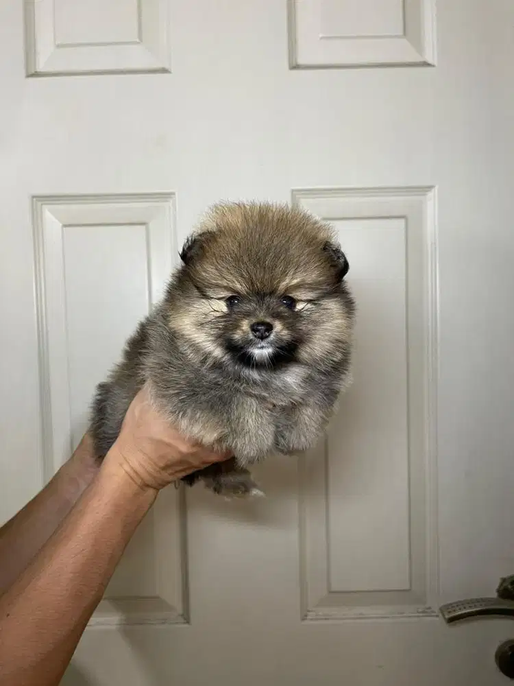 Super minipom betina