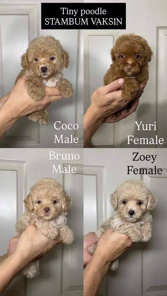 Tiny poodle jantan dan betina