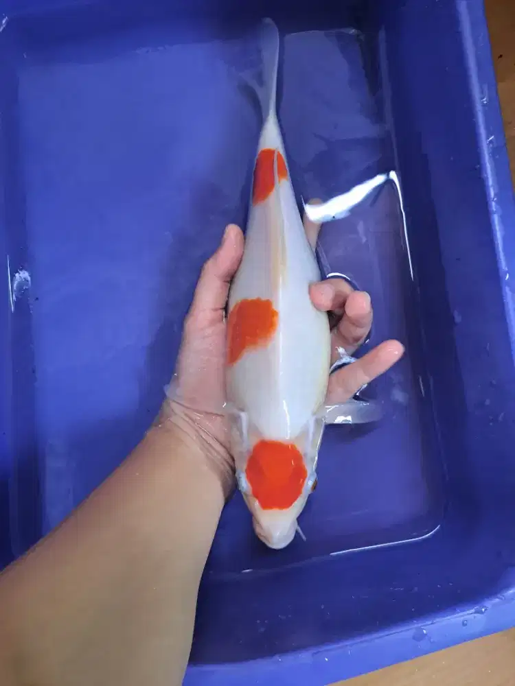 Koi Blitar Maruten Kohaku
