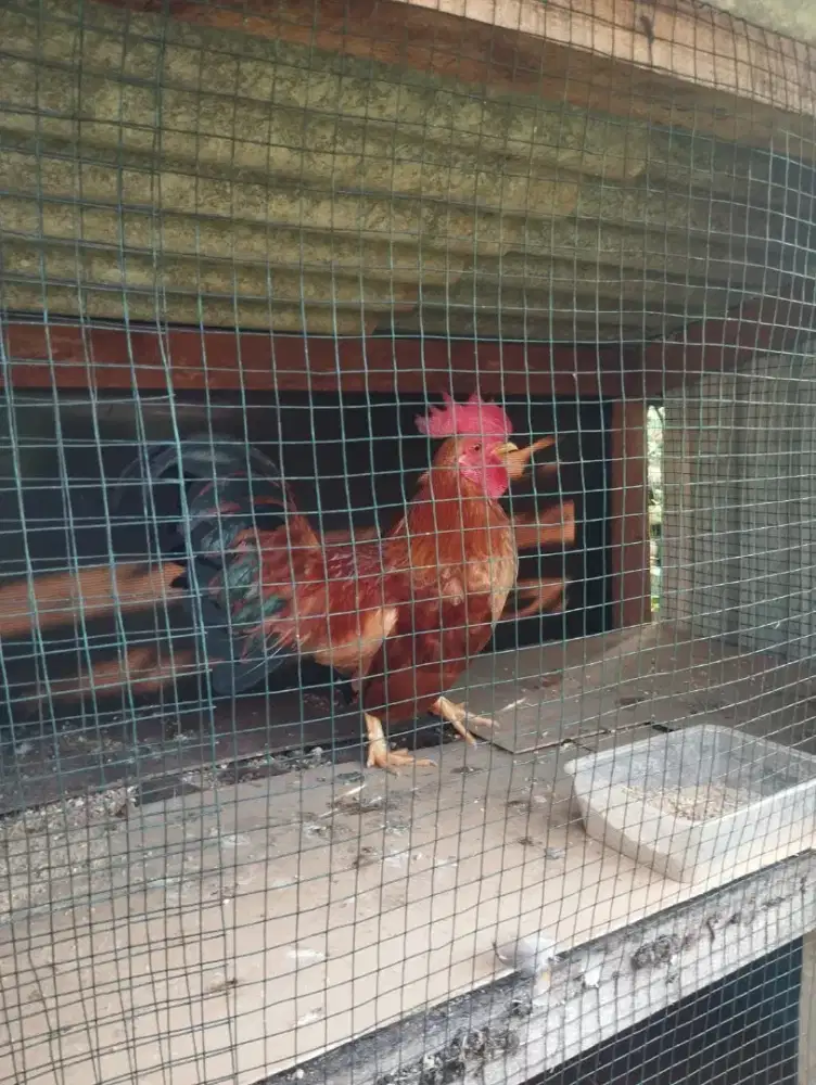 Dijual Ayam kate