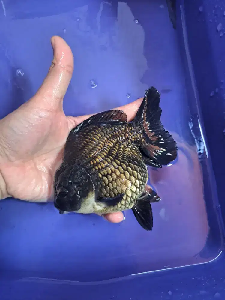 Ikan Mas Koki OST Hitam