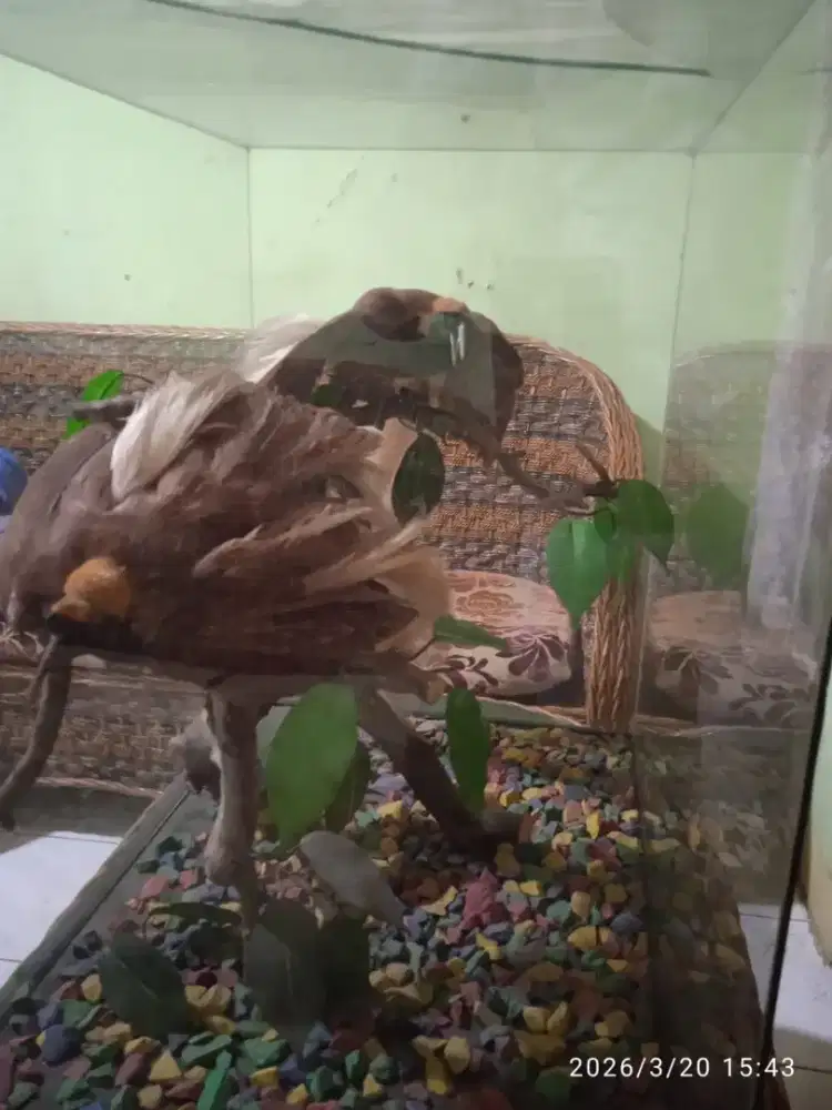 Hiasan sepasang burung