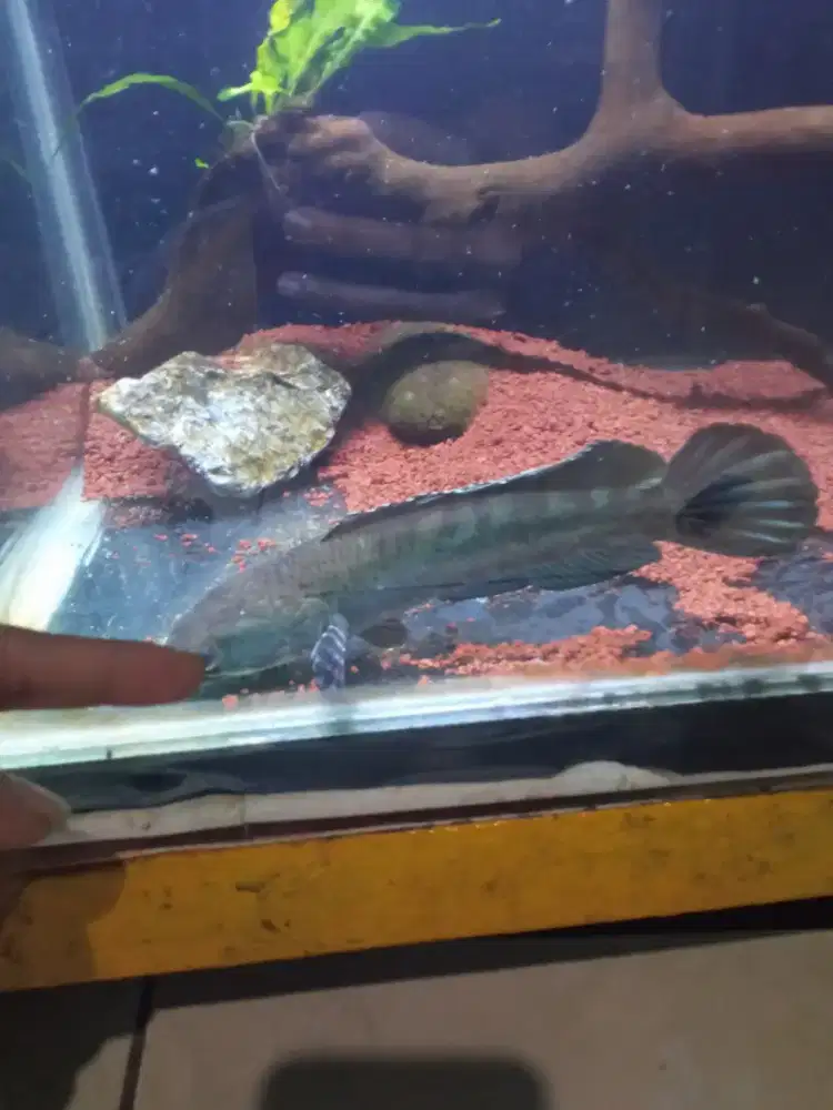 Channa blue pulcra