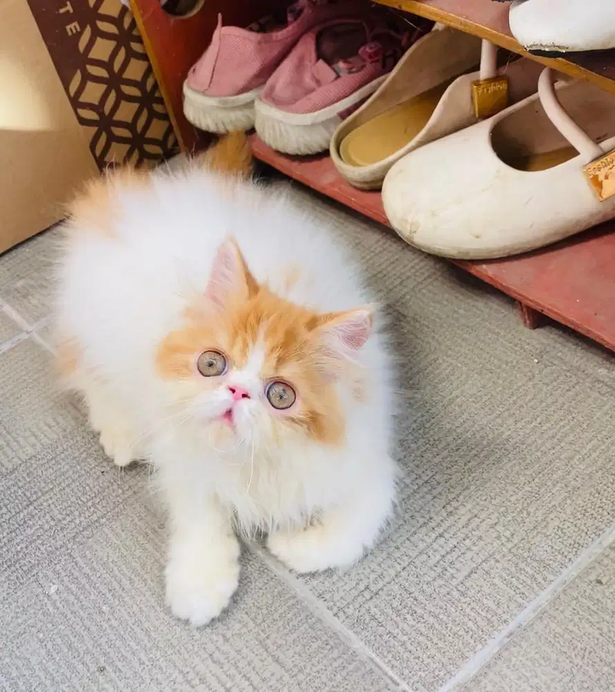 KITTEN PERSIAN PEAKNOSE BULU KAPAS