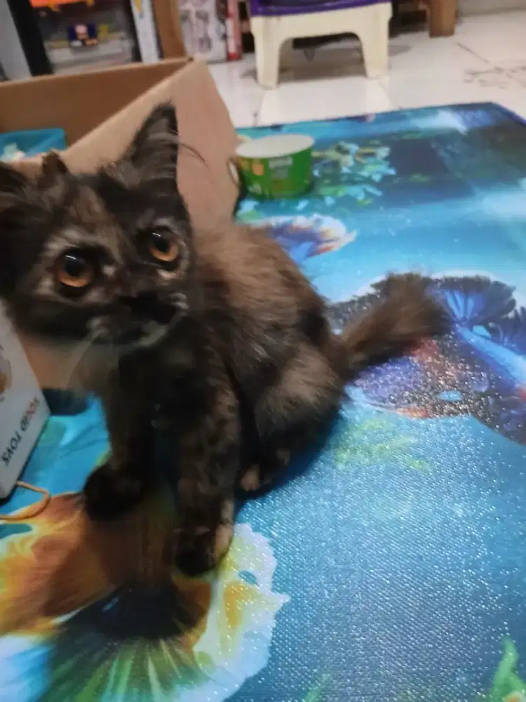 Adopsi Kucing Gratis