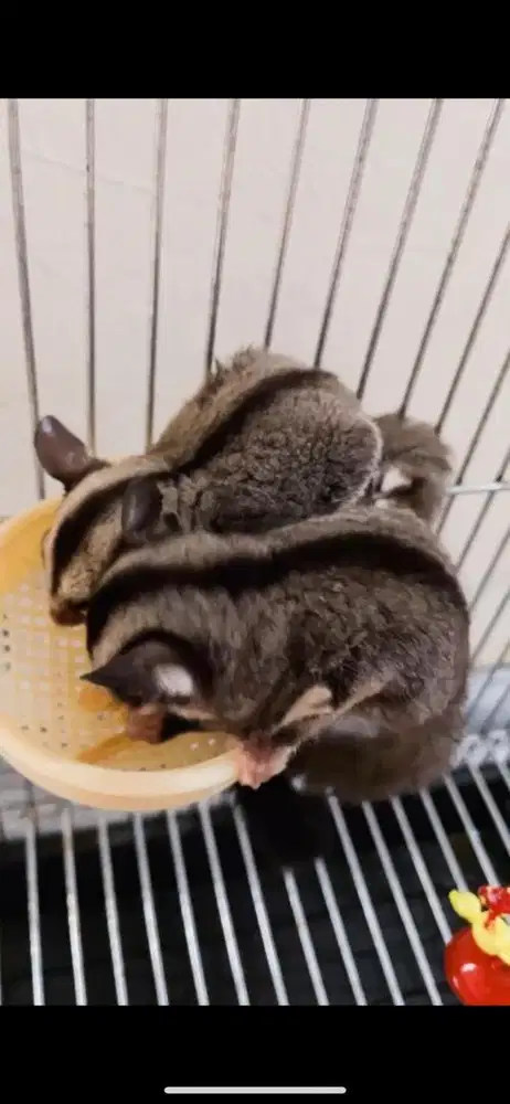 Sugar glider 3 ekor