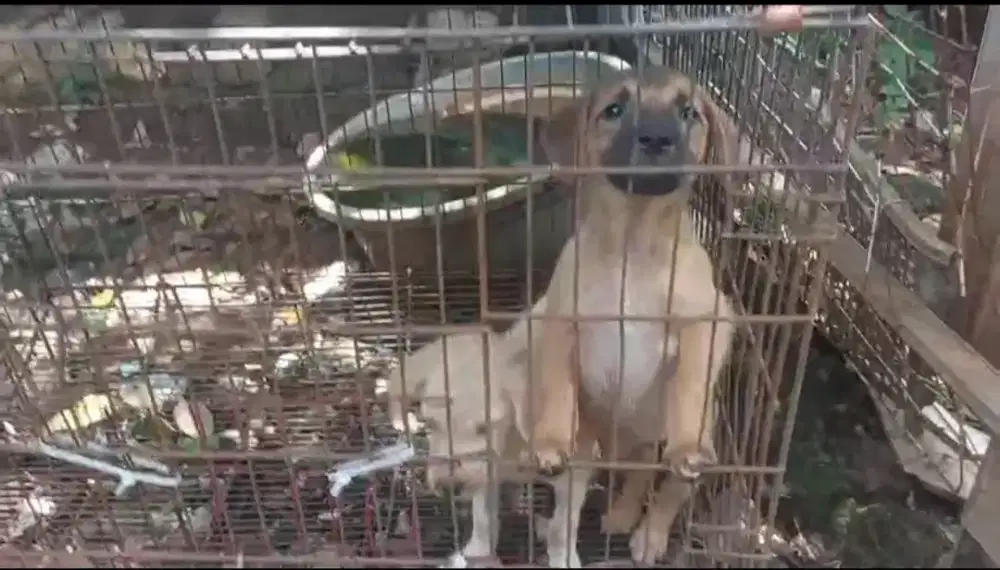 Anak anjiing mix