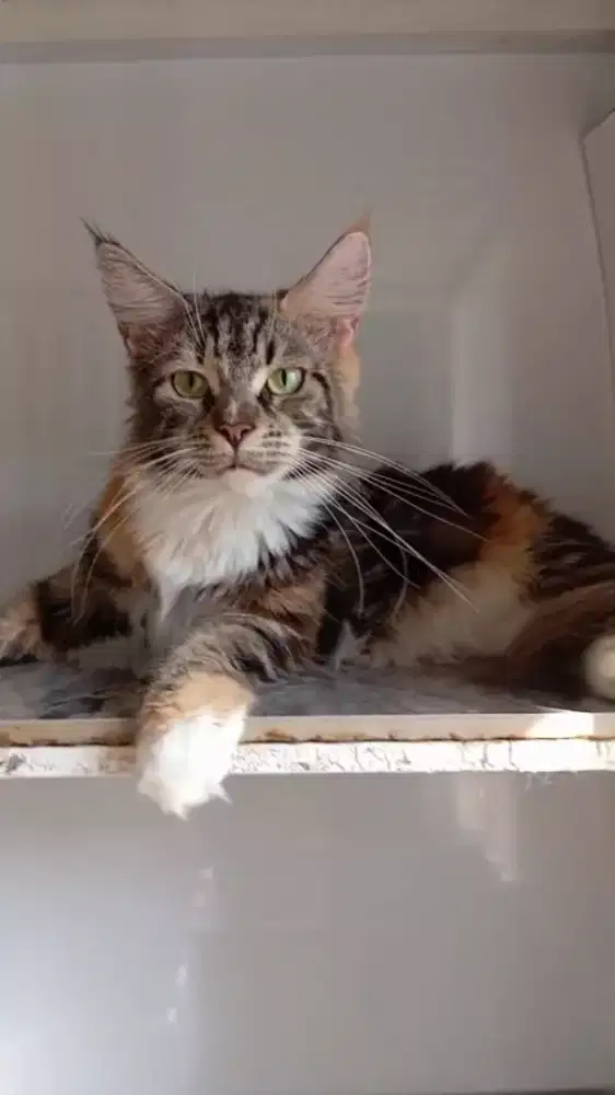 maine coon female ped cfa.