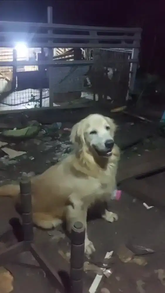 Golden retriever jantan