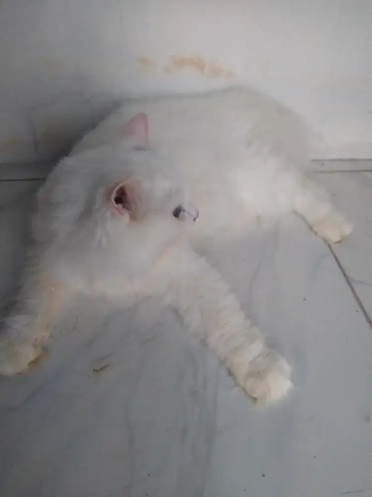Open adopt anabul