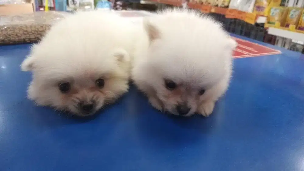 Open adopt jenis mini pom betina
