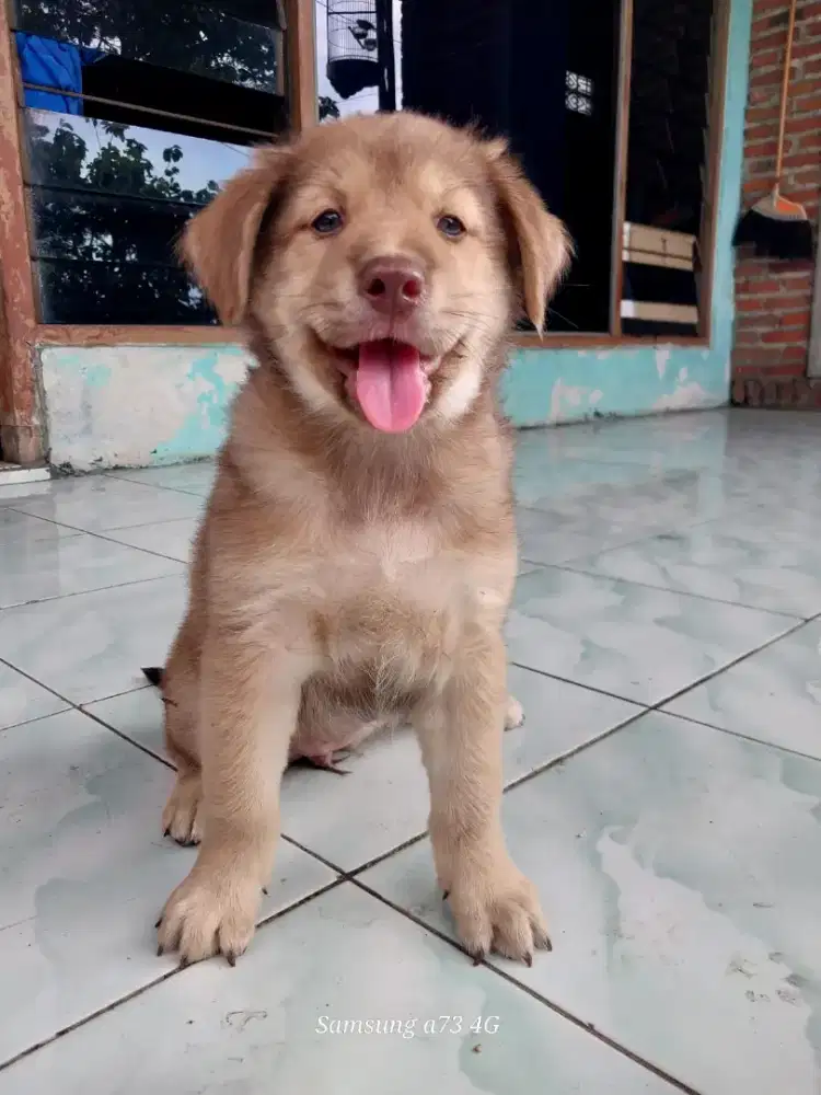 Anakan anjing ras mix