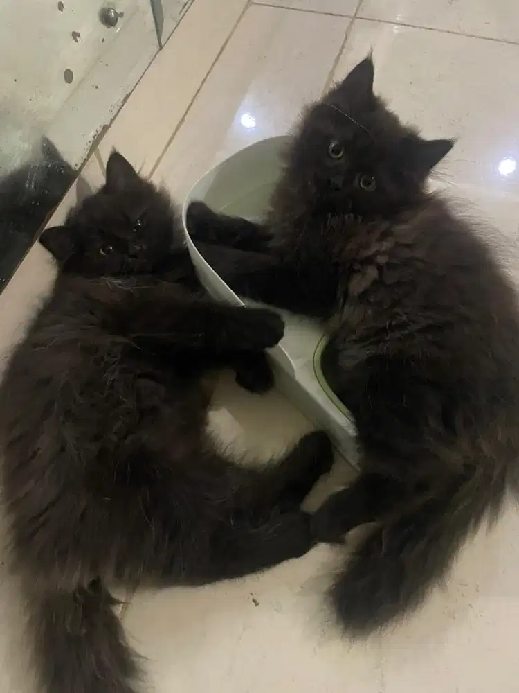 KITTEN PERSIA BIG BONE (pure blood)