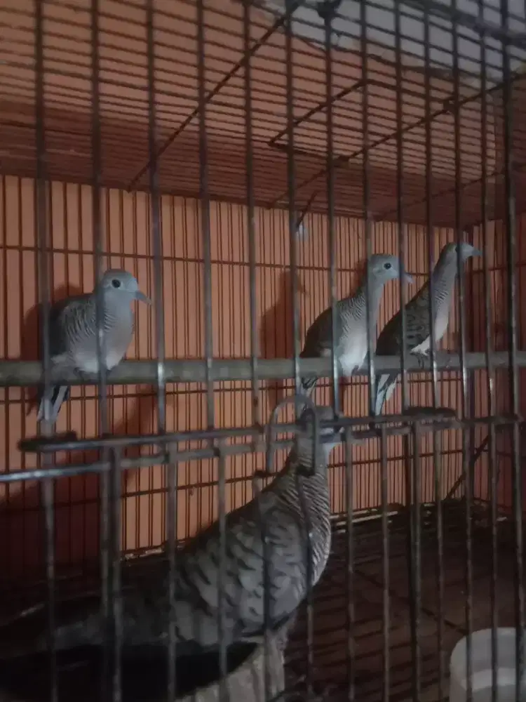 Perkutut Bangkok asli dobel ring