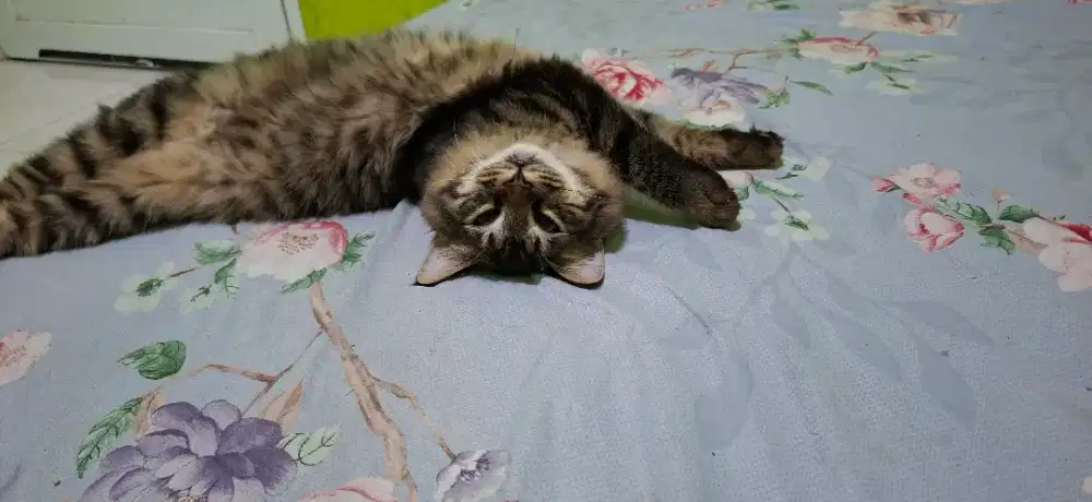 Open adopt kucing