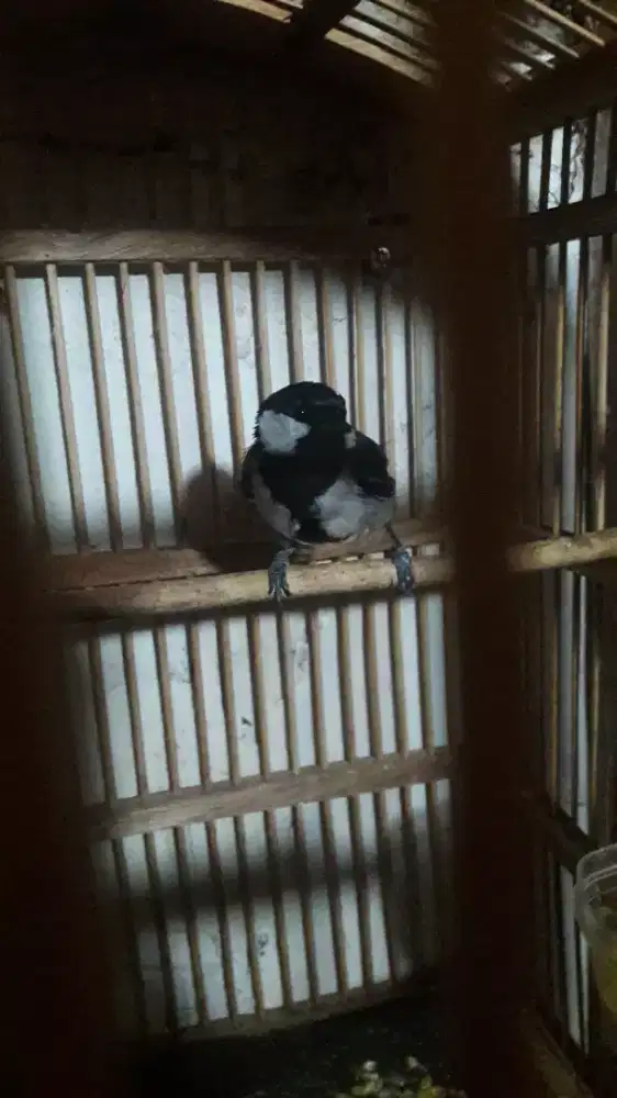 Burung gelatik batu rajin