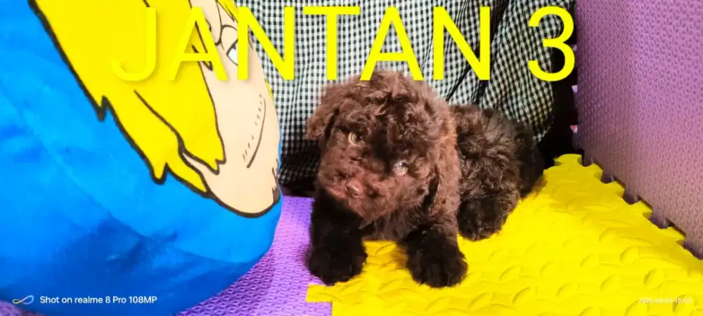 Poodle  choco Dob 23 April 2026