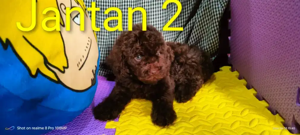 Poodle  choco HARGA CORET.