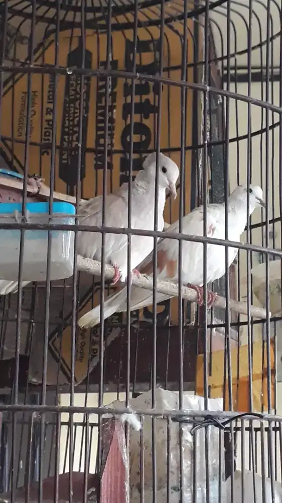 Jual sepasang burung puter blorok